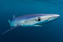 Blue shark (Prionace glauca) portrait beneath the surface of the English Channel. Penzance, Cornwall, England, British Isles. North East Atlantic Ocean, August.