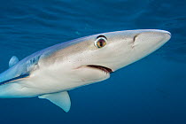 Blue shark (Prionace glauca) near the surface of the English Channel, showing the large eye. Penzance, Cornwall, England, British Isles. North East Atlantic Ocean, August.