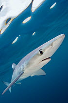 Blue shark (Prionace glauca) swimming near the surface of the English Channel. Penzance, Cornwall, England, British Isles. North East Atlantic Ocean, August. Highly commended in the Portraits category...