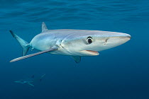 RF- Blue sharks (Prionace glauca) cruise beneath the surface of the English Channel. Penzance, Cornwall, England, British Isles. North East Atlantic Ocean, August. (This image may be licensed either a...
