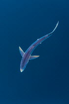 Blue shark (Prionace glauca) near the surface of the English Channel. Penzance, Cornwall, England, British Isles. North East Atlantic Ocean, August. Digitally manipulated to improve composition see 1...