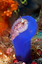 Flatworm (Pseudoceros sp) feeding on ascidian, Window, Boo Island, Raja Ampat, Irian Jaya, West Papua, Indonesia, Pacific Ocean