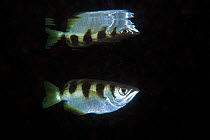 Banded archerfish (Toxotes jaculatrix) Kot malan kary, Blue water mangrove, Raja Ampat, Irian Jaya, West Papua, Indonesia, Pacific Ocean