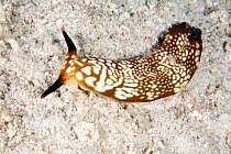 Sap sucking seaslug  (Plakobranchus ocellatus) Blue water mangrove, Raja Ampat, Irian Jaya, West Papua, Indonesia, Pacific Ocean