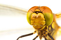 Close-up of the head and compound eyes of a female Common darter (Sympetrum striolatum), Leicestershire, England, UK, July. meetyourneighbours.net project