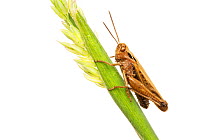 Common field grasshopper (Chorthippus brunneus) on a grass stem, Leicestershire, England, UK, July. meetyourneighbours.net project