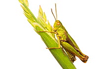 Common green grasshopper (Omocestus viridulus) on a grass stem, Leicestershire, England, UK, July. meetyourneighbours.net project