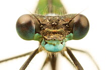 Close-up of the head of a female Emerald damselfly (Lestes sponsa), showing compound eyes, Leicestershire, England, UK, July. meetyourneighbours.net project