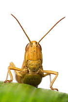 Close-up portrait of a Lesser marsh grasshopper (Chorthippus albomarginatus), Leicestershire, England, UK, August. meetyourneighbours.net project