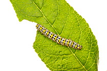 Mullein moth (Cucullia verbasci) caterpillar feeding on a Buddleia leaf, Leicestershire, England, UK, June. meetyourneighbours.net project