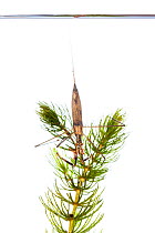 Water stick insect (Rantara linearis), Picardie, France, May