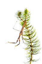 Water stick insect (Rantara linearis), Picardie, France, May