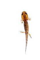 Fire Salamander (Salamandra salamandra) tadpole, Picardie, France