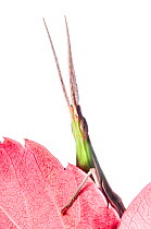 Pointed-nose grasshopper (Acrida ungarica) climbing over leaf, Orvieto, Italy. October. Winner of portfolio Wildlife in the Garden-International Garden Photographer of the Year . Meetyourneighbours.n...