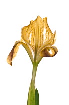 Sicilian iris (Iris pseudopumila) in flower, Gargano, Puglia, Italy, April. Meetyourneighbours.net project