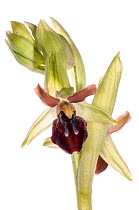 Early spider orchid (Ophrys sphegodes) in flower. Torrealfina nr Orvieto, Italy. April. Meetyourneighbours.net project