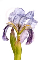 Twin-flowered Iris (Iris bicapitata) a Gargano endemic, near Monte St Angelo, Gargano, Italy.  April. Meetyourneighbours.net project