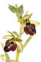Early spider orchid (Ophrys sphegodes) in flower. Torrealfina nr Orvieto, Italy. April. Meetyourneighbours.net project