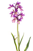 Roman Orchid (Dactylorhiza romana) in flower near Canepina, Viterbo, Italy, April. Meetyourneighbours.net project