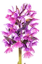 Roman Orchid (Dactylorhiza romana) in flower, purple form, Chestnut woods nr Canepina, Viterbo, Italy, April. Meetyourneighbours.net project