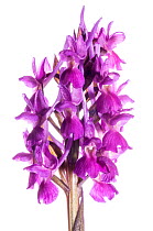 Roman Orchid (Dactylorhiza romana) in flower, purple form Viterbo, Italy, April. Meetyourneighbours.net project