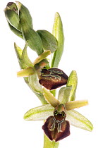 Small spider orchid (Ophrys araneola) in flower found near Orvieto, Italy, April. Meetyourneighbours.net project