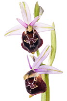 Spectacle Ophrys (Ophrys argolica ssp biscutella syn. O. biscutella) a taxon endemic to Gargano, Puglia, Italy, near Monte St Angelo, Italy, April. Meetyourneighbours.net project