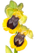 Yellow Ophrys (Ophrys lutea) in flower,  near Monte St Angelo, Gargano, Italy, April. Meetyourneighbours.net project