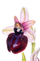 Siponto Ophrys (Ophrys sipontensis syn. O. sphegodes ssp. sipontensis) rare endemic species restricted to a limited area near Manfredonia and Monte St Angelo. Italy, April. Meetyourneighbours.net proj...