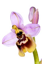Late Ophrys (Ophrys tardans) an endemic species restricted to S. Puglia. Thought to have arisen from hybrisation between O. Candica and O. tenthredinifera. Taken near San Cataldo, Lecce, Puglia Italy,...