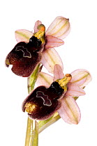 Orchid hybrid (Ophry tenthredinifera neglecta X O. bertoloniformis) near Monte St Angelo, Gargano. Italy, April. Meetyourneighbours.net project