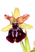 Orchid (Ophrys passionis /sphegodes ssp garganica) near Monte St Angelo, Gargano. Italy, April. Meetyourneighbours.net project
