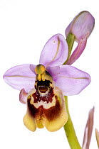 Late Ophrys (Ophrys tardans) an endemic species restricted to S. Puglia, near San Cataldo, Lecce, Puglia Italy, April. Meetyourneighbours.net project