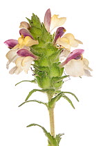 Bellardia (Bellardia trixago) semi-parasitic annual in flower near Ferla, Sicily. May. Meetyourneighbours.net project