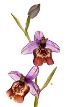 Callantha's Orchid (Ophrys oxyrrynchos ssp calliantha) a subspecies thought to have arisen from crosses between O. oxyrrynchos and O.candica, near Ferla, Sicily, May. Meetyourneighbours.net project