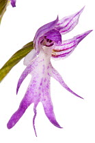 Naked Man Orchid (Orchis italica) in flower, near Ferla, Sicily, May. Meetyourneighbours.net project