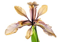 Stinking Iris (Iris foetidissima ) in flower, Podere Montecucco, near Orvieto, Umbria, Italy. May. Meetyourneighbours.net project