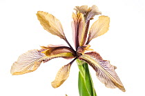Stinking Iris (Iris foetidissima ) in flower, Podere Montecucco, near Orvieto, Umbria, Italy. May. Meetyourneighbours.net project