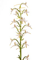 Lesser butterfly orchid (Platanthera bifolia) in flower, Villa Lago, Terni, Umbria, Italy, June. Meetyourneighbours.net project