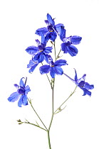 Forking Larkspur (Consolida regalis) in flower, near Orvieto, Umbria, Italy. June. Meetyourneighbours.net project