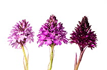 Pyramidal Orchid (Anacamptis pyramidalis) colour varieties. Sibillini, Umbria Italy, June. Meetyourneighbours.net project