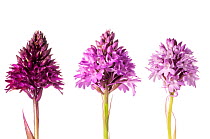 Pyramidal Orchid (Anacamptis pyramidalis) colour varieties. Sibillini, Umbria Italy, June. Meetyourneighbours.net project
