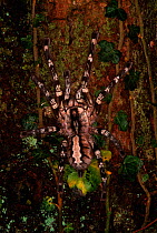 Indian Ornamental Tarantula (Poecilotheria regalis) on tree trunk, India