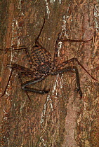 Whip Scorpion (Amblypygi) Thailand.
