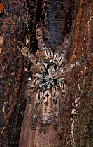 Starburst Tarantula (Heteroscodra maculata). Captive from West Africa.