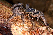 Starburst Tarantula female (Heteroscodra maculata). Captive from West Africa.