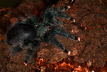 Metallic pink-toed tarantula (Avicularia metallica), Surinam, endemic to Guiana Shield.