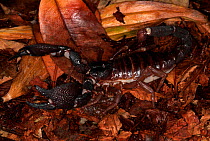 Giant Forest Scorpion (Heterometrus swammerdami), India