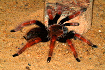 Mexican fire-legged tarantula (Brachypelma boehmei) endemic to  Guerrero, Mexico.