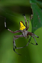 Cribellate Spider (Uloboridae) on web, Manu, Peru